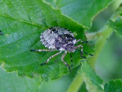 Pentatoma rufipes